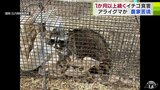 1週間で“約6kg”のイチゴ食い荒らされ農家が悲鳴「個人で防げない…」　4月はハクビシン・5月はアライグマを捕獲もとまらず　対策徹底も数日後に近くの農家で被害…　一体どうすれば　深刻な“食害”被害　|　青森のニュース│ATV NEWS│青森テレビ