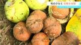 バンバン!竹竿でたたいて落とす!クルミの収穫体験「食べ応え抜群」クルミをその場で味わえるのも人気の理由 長野・東御市 | SBC NEWS | 長野のニュース | SBC信越放送