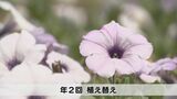 中国地方最大級のフラワーガーデンまもなくオープン 山口きらら博記念公園|TBS NEWS DIG