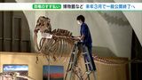 「顎のあたりがグラグラしやすいので、そーっとやらないと」年末恒例 恐竜のすす払い  骨格標本を職員がソフトタッチで＝静岡・東海大学自然史博物館|TBS NEWS DIG