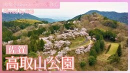 山の斜面に咲き誇る桜~佐賀・高取山公園【JNN sakuraドローンDIG 2024】|TBS NEWS DIG