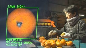 「最新AI」で負担増えた？ミカンの自動選別前に最大5時間「手作業で選別」　効率化・収益化のジレンマ|TBS NEWS DIG