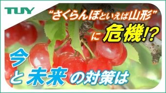 “さくらんぼといえば山形”に危機!?　「近い将来山形県は抜かれる」さくらんぼ農家が語った不安　工夫を凝らし続ける生産者や技術者　その努力の“結実”を願って（山形）|TBS NEWS DIG