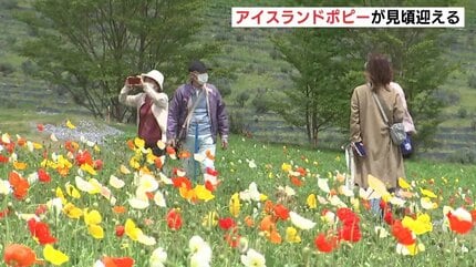 30万株のアイスランドポピーが見ごろに 風にそよぐ花びら色とりどり