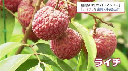 マンゴーよりもライチやな」 国内流通わずか2％未満の超希少な「生