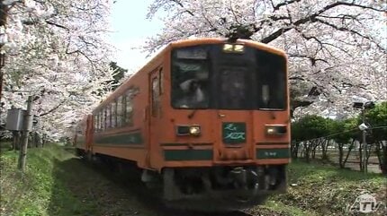 幻想的な「桜のトンネル」が観光客を魅了「走れメロス号」が一面の