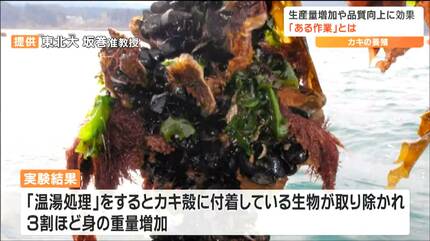 養殖カキを70度のお湯につける『温湯処理』漁師が経験的に行ってきた 養殖カキを70度のお湯につける『温湯処理』漁師が経験的に行ってきた
