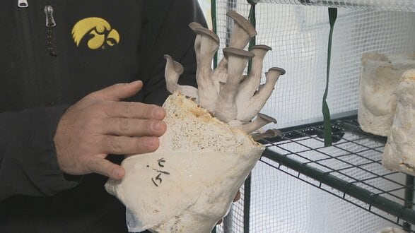 きっかけは母の“もったいない”という言葉　食品の残りを使ったキノコ栽培 “マッシュループプロジェクト”　山梨　|　山梨のニュース | ＵＴＹテレビ山梨