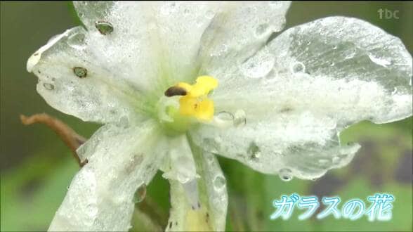 「ガラスの花」とは？ただの“濡れた花びら”と思いきや…専門家も驚く「貴重な現象」だった雨の日のニュース映像に珍しい姿が映る　仙台|TBS NEWS DIG