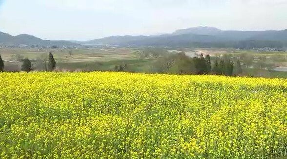 「困った!早すぎる菜の花の開花…」ゴールデンウイークに花はある…?例年より約1~2週間早い開花…焦った信州・飯山市「菜の花まつり」担当者は「摘花作業」を…|TBS NEWS DIG