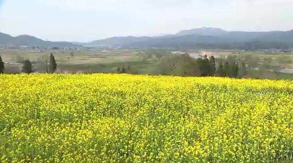 「困った！早すぎる菜の花の開花…」ゴールデンウイークに花はある…？例年より約1～２週間早い開花…焦った信州・飯山市「菜の花まつり」担当者は「摘花作業」を…　|　SBC NEWS | 長野のニュース | SBC信越放送