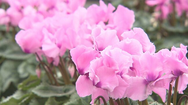 シクラメンやプリンセチアの出荷が最盛期 年の瀬を前に家庭用や贈答用として人気 大分|TBS NEWS DIG