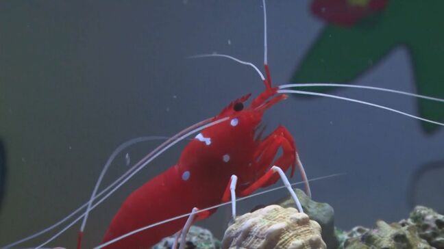 サンタクロースのような真っ赤な服で白ヒゲ？「シロボシアカモエビ」　首元に白いマフラー？「ハマクマノミ」　クリスマスを感じさせる海の生き物たち|TBS NEWS DIG