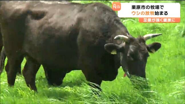 「思いっきり食べて思いっきり動いて体を大きく」市営牧場で牛の放牧始まる 宮城・栗原市|TBS NEWS DIG