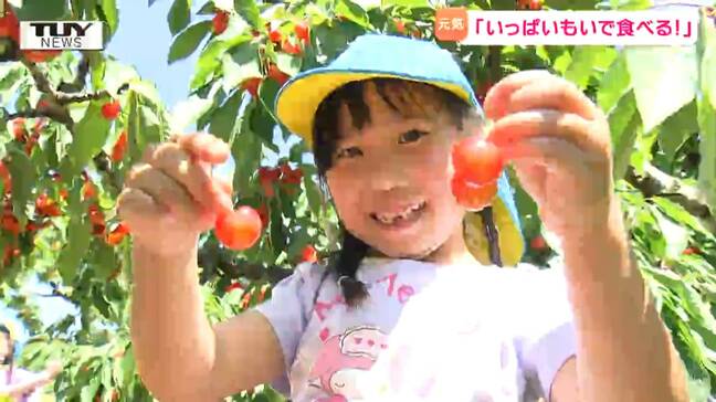 「パパとママにあげるよー」　園児たちがさくらんぼの収穫を体験！ 甘みの強い黄色いさくらんぼも（山形）　|TBS NEWS DIG
