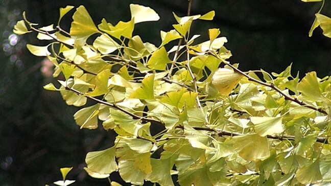 推定樹齢900年　国の天然記念物に指定されている菩提寺の大イチョウが見ごろ【岡山・奈義町】|TBS NEWS DIG