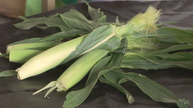 ヤングコーン　出荷が最盛期　食感の良さや調理の手軽さなどで需要増加　かつては廃棄も　山梨|TBS NEWS DIG