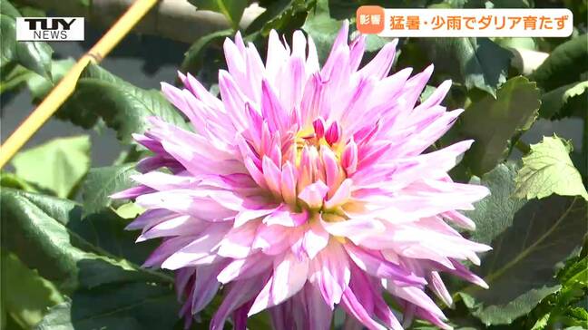 「熱い砂で球根が腐って」高温少雨の影響が観光名所にも…川西ダリヤ園の今をリポート(山形・川西町)|TBS NEWS DIG