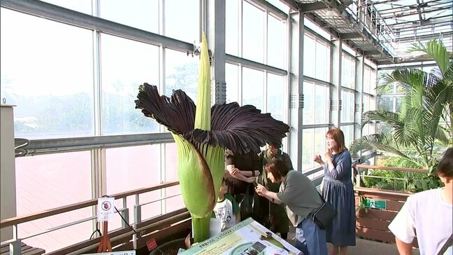 世界最大級の花「ショクダイオオコンニャク」が開花　宮崎市・宮交ボタニックガーデン青島|TBS NEWS DIG