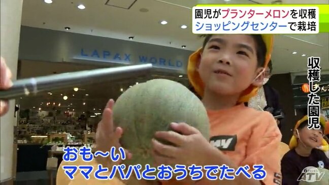 「プランター」で栽培の“特産メロン” 園児たちが収穫「ママとパパとおうちでたべる!」 青森県つがる市|TBS NEWS DIG
