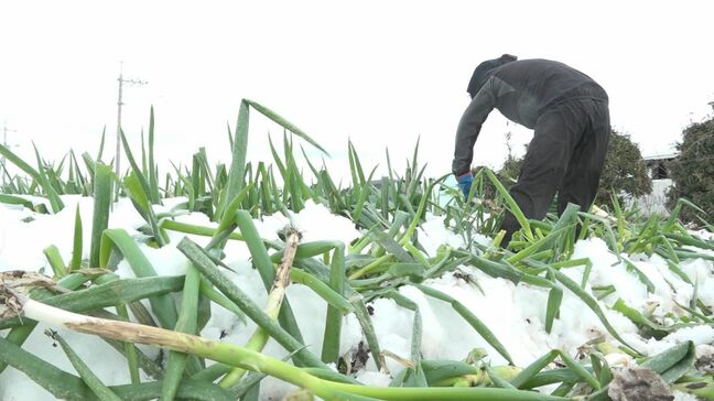大雪で特産白ネギ「葉折れ」被害相次ぐ　「通常通りの正規品で出せるものはだいぶ少ない…」農家悲痛　鳥取県大山町|TBS NEWS DIG