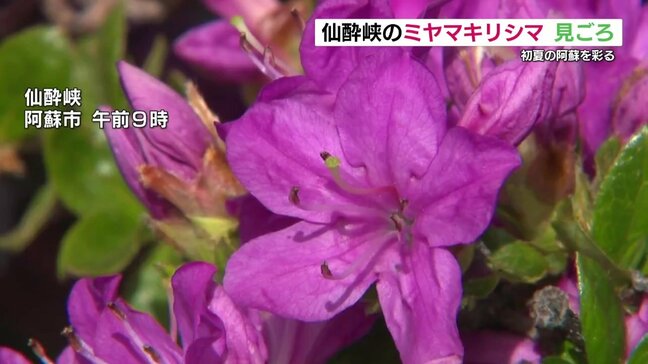 仙人も酔いしれた景色「ミヤマキリシマ」見ごろ  熊本・阿蘇|TBS NEWS DIG