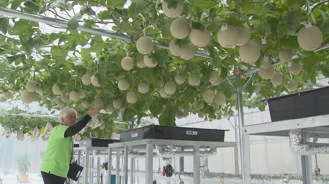 水耕栽培のメロン「マナちゃんの星取メロン」初収穫|TBS NEWS DIG