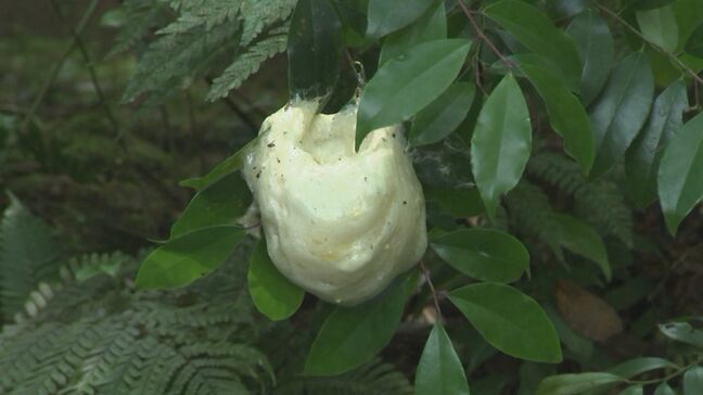 出雲神話にも登場する神社の池の上に現れた「ふわふわ」「もこもこ」「謎の白い塊」　なんか御利益ありそう…正体は？|TBS NEWS DIG