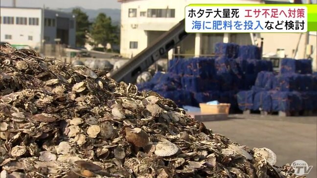 ホタテ大量死の要因の1つ『エサ不足』解消へ向けて　青森県が海に肥料投入など対策の検討を明らかに|TBS NEWS DIG