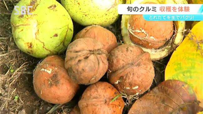 バンバン!竹竿でたたいて落とす!クルミの収穫体験「食べ応え抜群」クルミをその場で味わえるのも人気の理由 長野・東御市|TBS NEWS DIG