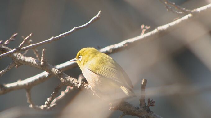 桜の開花予想　大分は3月26日　平年より2日遅く、去年より4日早い見込み|TBS NEWS DIG