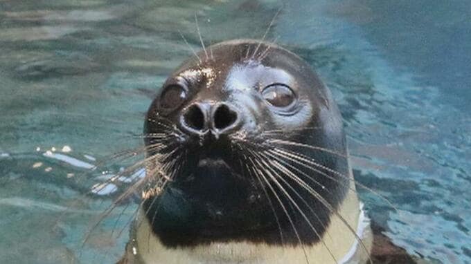 “ハートの鼻”で幸せ届け…「くらまる」死ぬ　水族館で人気のクラカケアザラシ　福島|TBS NEWS DIG