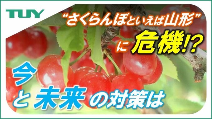 “さくらんぼといえば山形”に危機!?　「近い将来山形県は抜かれる」さくらんぼ農家が語った不安　工夫を凝らし続ける生産者や技術者　その努力の“結実”を願って（山形）|TBS NEWS DIG