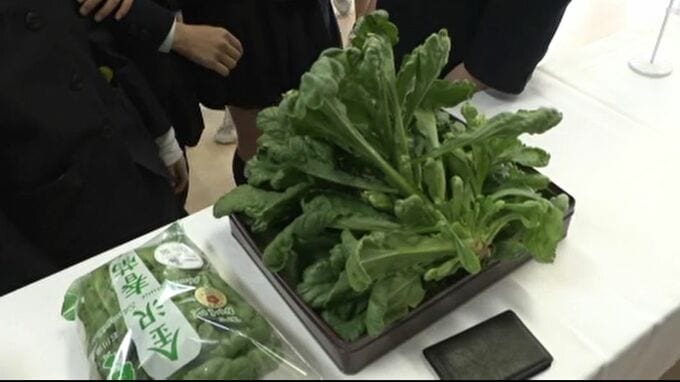 「丸みのある葉、しゃきしゃき」加賀野菜の伝統継承へ 児童らが「金沢春菊」学ぶ|TBS NEWS DIG