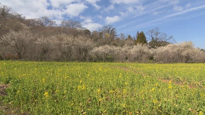 「春の色が増えていくところを案内したい」福島の桃源郷　花見山公園の「案内人」が活動開始|TBS NEWS DIG
