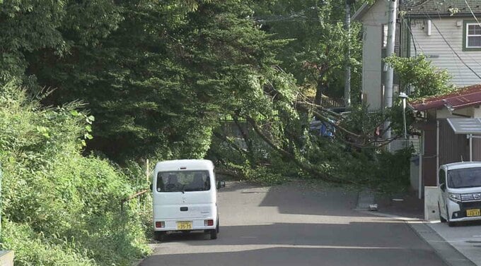 「家の向かいの木が倒れた」高さ約10mのサクラの木が倒れ市道塞ぐ　付近の住宅の塀にも被害　けが人なし　仙台市|TBS NEWS DIG