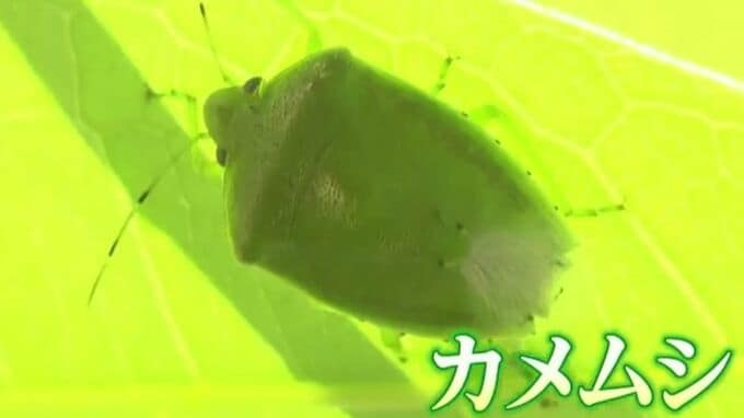 「室内でカメムシを踏んで1か月臭いが取れない…」害虫対策の専門家は答えた「芳香剤は逆効果になることも」|TBS NEWS DIG