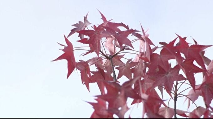 アメリカ楓の紅葉が金沢で見ごろも今シーズンは猛暑で「先に落ちてしまう」葉っぱも  |TBS NEWS DIG