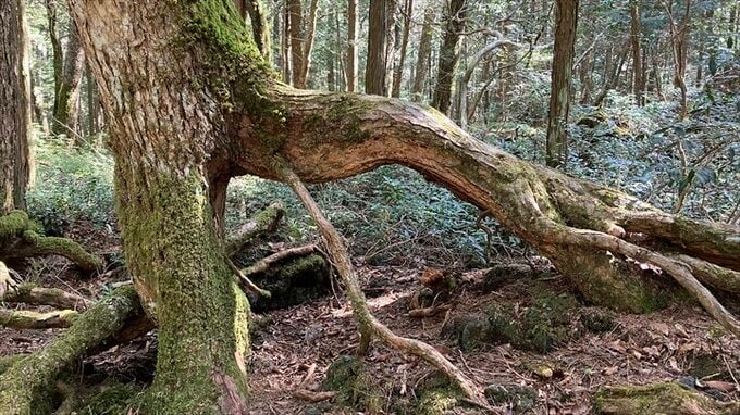 “コンパスがグルグル”は都市伝説　富士山の青木ヶ原樹海　奥深い原生林を歩くと見えてくるもの|TBS NEWS DIG