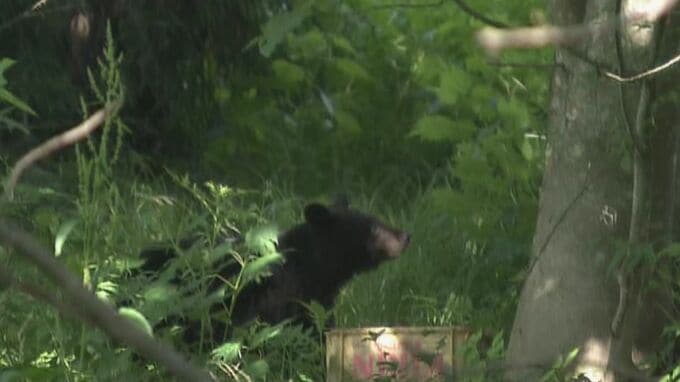 けがをしたのは今月4人目･･･岐阜・本巣市で63歳男性がクマに襲われる　河川敷で昼食中に　|　名古屋・愛知・岐阜・三重のニュース【CBC news】 | CBC web