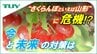 “さくらんぼといえば山形”に危機!?　「近い将来山形県は抜かれる」さくらんぼ農家が語った不安　工夫を凝らし続ける生産者や技術者　その努力の“結実”を願って（山形）　|　山形のニュース│TUYテレビユー山形