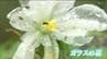 「ガラスの花」とは？ただの“濡れた花びら”と思いきや…専門家も驚く「貴重な現象」だった雨の日のニュース映像に珍しい姿が映る　仙台　|　宮城のニュース│tbc NEWS│tbc東北放送