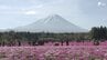 「ゆっくり富士山とシバザクラを眺めていただいて」見頃迎えた50万株のシバザクラと富士山が共演「富士芝桜まつり」開催　|　静岡のニュース | SBSNEWS | 静岡放送