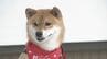 先生は犬！岩国市観光大使ジェームスＪｒ．くんが特別講義　山口・岩国　|　山口のニュース・天気・防災｜tys NEWS｜ｔｙｓテレビ山口