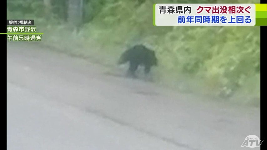 熊ページ 人慣れしたクマ”が里におりてきている可能性も… クマ出没情報相次ぐ