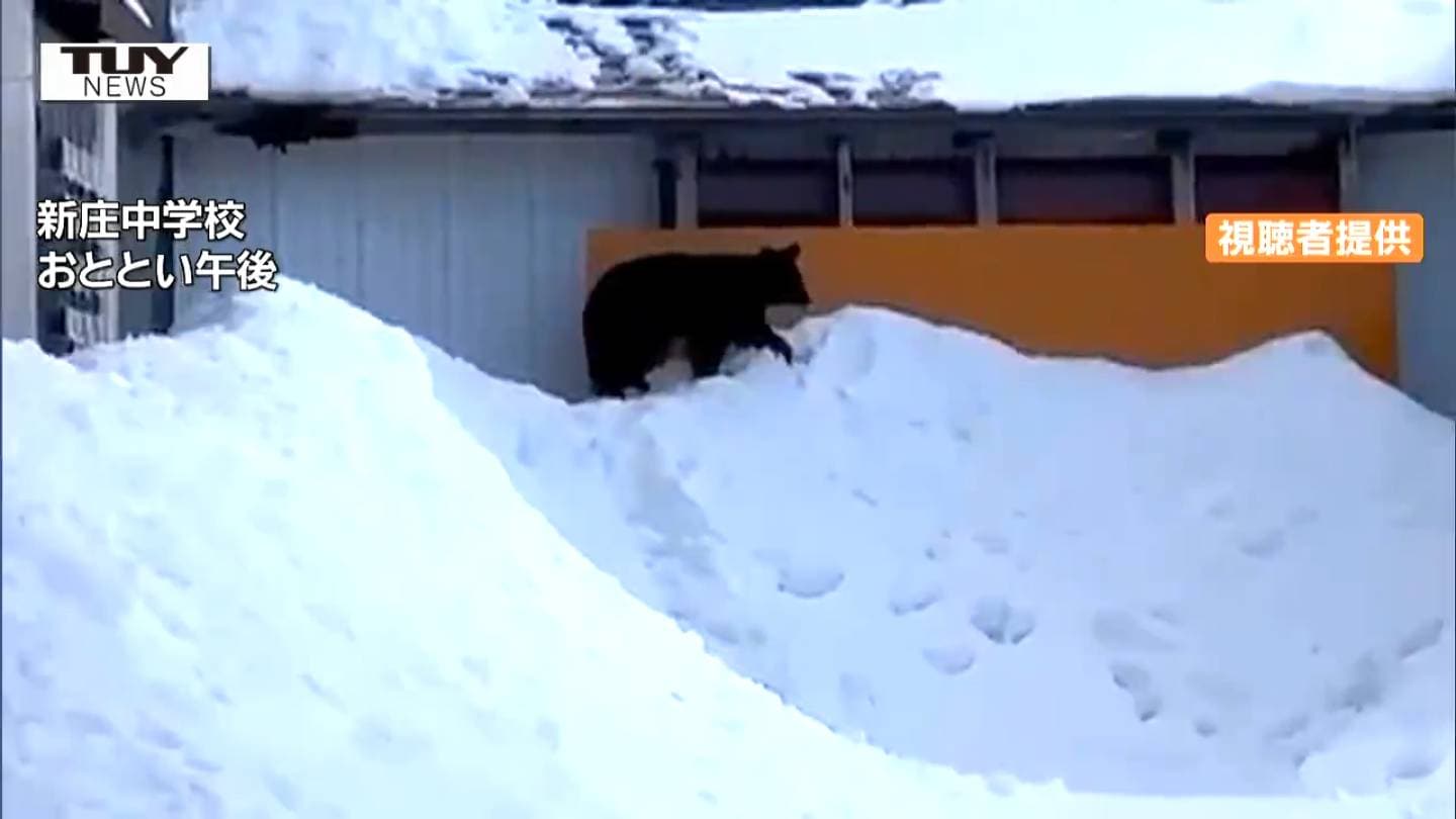 クマ猫と廃墟 I went to see the hideout area of the escaped cat that was