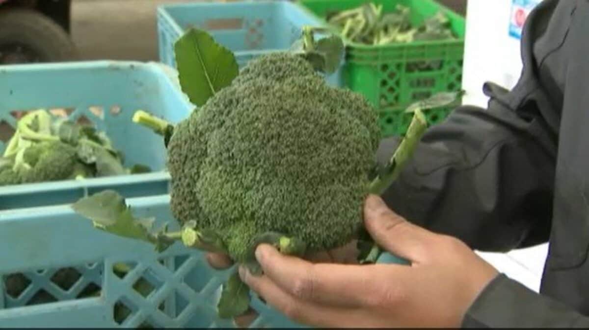 NASAが警告：南部アフリカのいくつかの国が歴史的かつ長期にわたる干ばつの脅威にさらされている