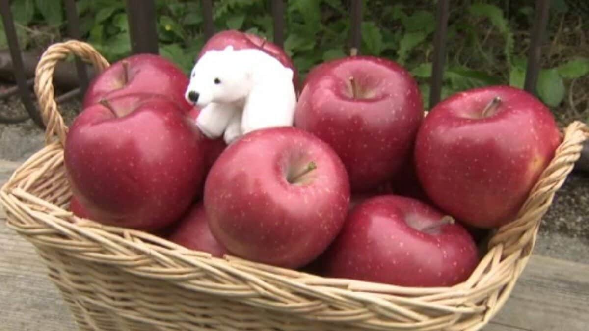 11月5日は「いいりんごの日」 とべ動物園のしろくまピースに青森産