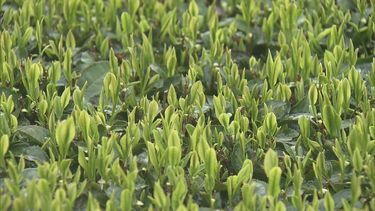 香り高く2度目以降の抽出でもおいしい｢伊勢茶｣ 新茶シーズン前に“新茶祈願祭” 少雨でも良い出来に 三重･度会町