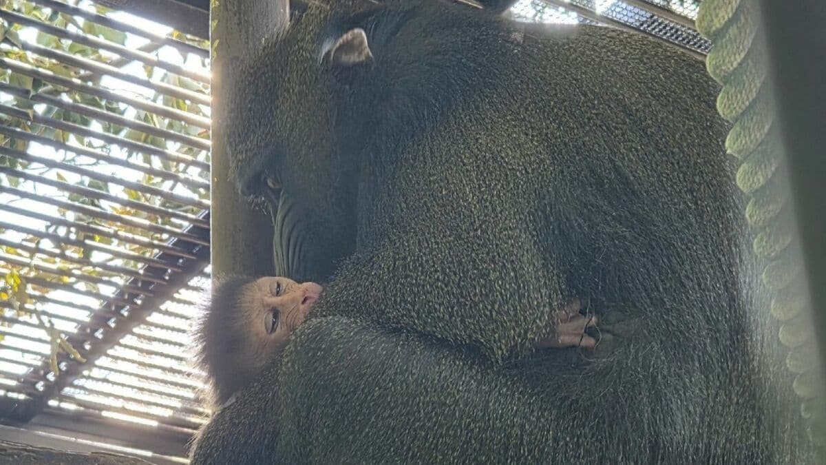 出勤すると…赤ちゃんを抱いた“ニコ”が  ｢マンドリル｣の赤ちゃん誕生 父親は21歳の“マンジュウロウ” ｢4年ほどは子育てが大変なので、夫婦で協力して育て上げて｣ 名古屋･東山動植物園